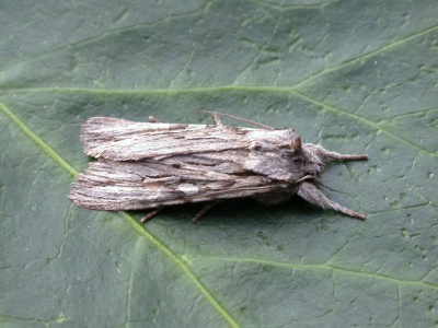 Blair's shoulder-knot (Lithophane leautieri hesperica) Kenneth Noble